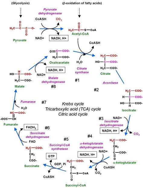 Glykolyse-Diagramm mit Kohlenhydraten, Lipiden und Aminosäuren - Google ...