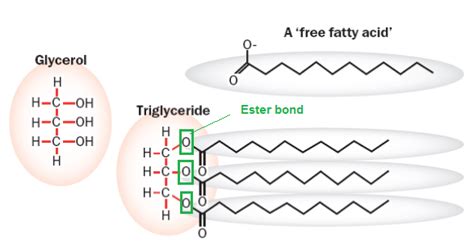 #11. Lipids - Triglycerides and Phospholipids. | Biology Notes for A level