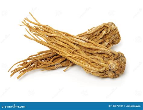 Angelica root stock image. Image of botany, chinese - 148679187