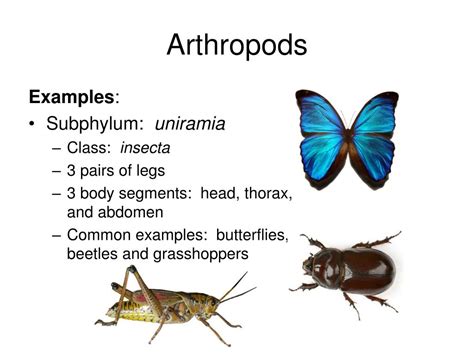 PPT - Arthropods PowerPoint Presentation, free download - ID:2143124