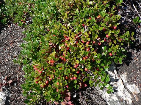 Bearberry | Edible Fruit, Ground Cover, Evergreen | Britannica