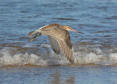 Bar-tailed Godwit by Damian Money - BirdGuides