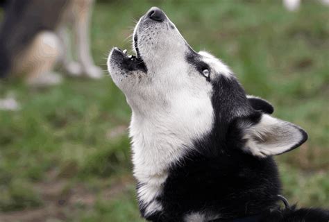 What Breeds Of Dogs Howl