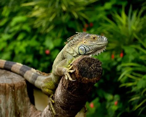 Green Iguana - Facts, Diet, Habitat & Pictures on Animalia.bio