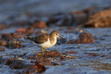 Common sandpiper in its natural habitat ... | Stock image | Colourbox