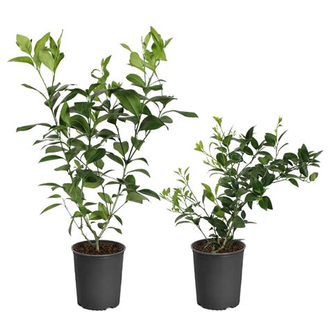 Key Lime Trees for Sale | BrighterBlooms.com