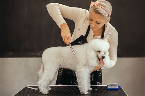 5 Benefits of In-Home and Mobile Dog Grooming Service