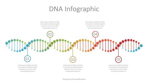 DNA Timeline Infographic - Free Presentation Template for Google Slides ...