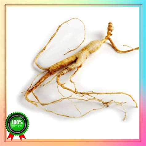 Fast Germination 100 seeds korean ginseng seeds Bonsai Seeds Easy To Grow In The philippines ...