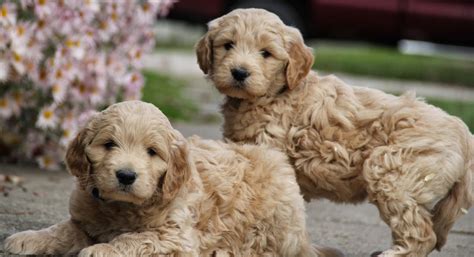 Goldendoodle Puppies Pictures Gallery - Pictures Of Animals 2016