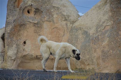 Turkish Kangal Dog - Dogs of Britain| Natural Dog Treats