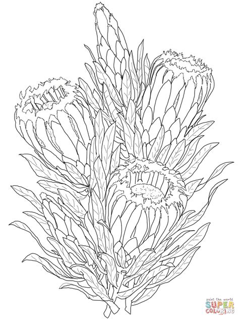 Protea Flower Drawing Sketch Coloring Page