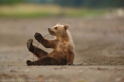 Bear Cubs Playing | Photos by Ron Niebrugge