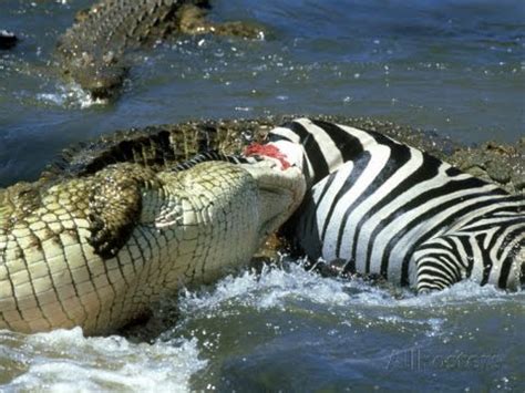 The Nile Crocodile Great Predator of The World (COMPLETE) [HD] - YouTube