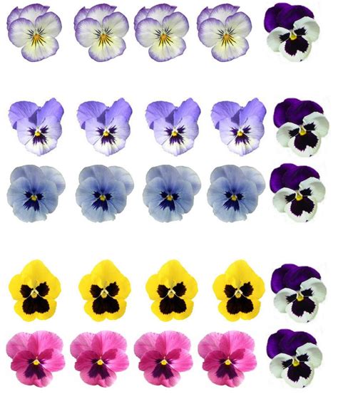 25 Mixed Colour Pansy Flower Edible Wafer Rice Paper Cupcake Toppers ...