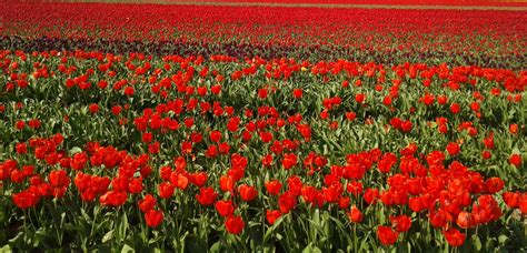 Free photo: Tulip Garden - Blooming, Flower, Fragrance - Free Download ...