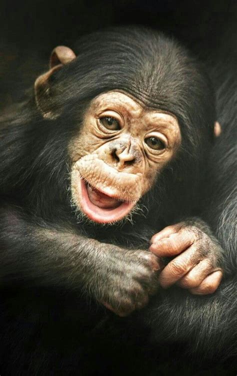 BEAUTIFUL SMILING CHIMPANZEE! | Baby animals, Cute baby animals, Baby ...