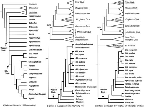 Figure 1 from Molecular systematics of western North American cyprinids ...