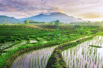 indonesia beauty landscape at paddy fields in north bengkulu Best Sunset, Sunrise Sunset ...