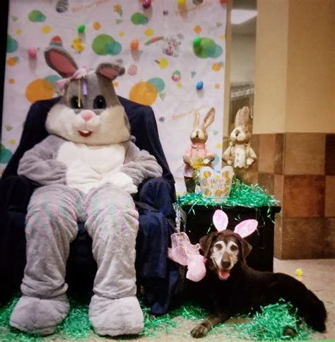 Easter Bunny Doggie - Ruff Life - Medium