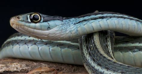 11 Cutest Snakes In The World - A-Z Animals