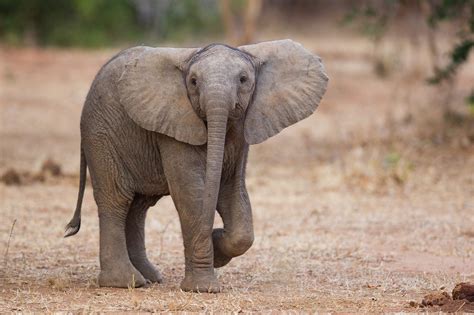 Tame Animals, Zoo Animals, Animals And Pets, Wild Animals, Baby Elephant Walk, Elephant Lover ...