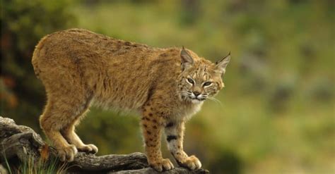 Are Bobcats Dangerous? - A-Z Animals