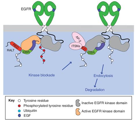 Mechanisms of EGFR inhibition by RALT. RALT binds to ligandactivated ...