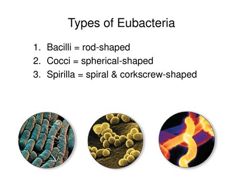 Eubacteria Shapes