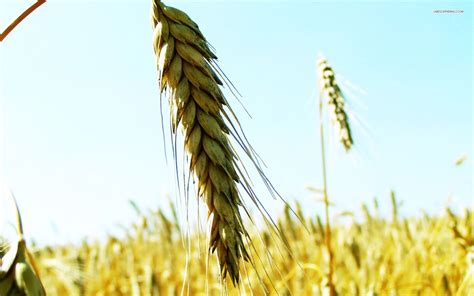 Unless a Grain of Wheat Falls and Dies – Sharing God's Love and Grace