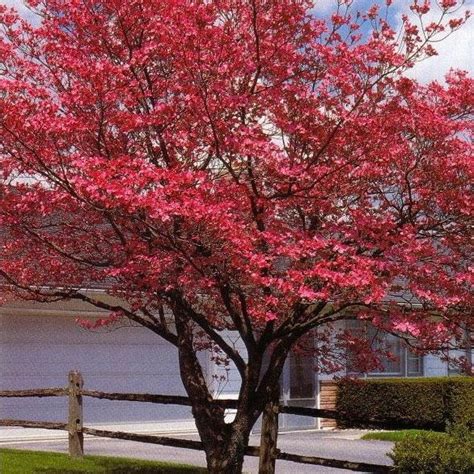 Red Dogwood Tree | Red Dogwood Trees for Sale - PlantingTree