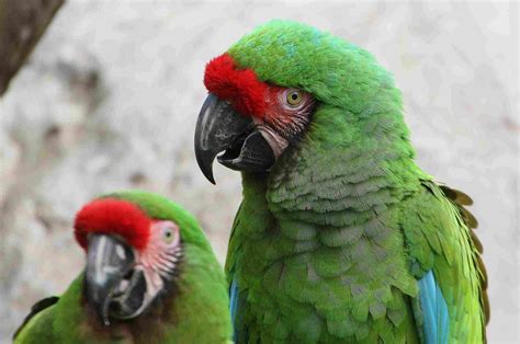 Different Types of Pet Macaws