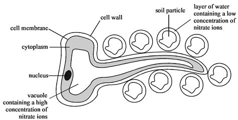 Ap Biology Diagrams