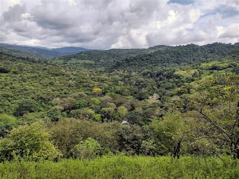 Colombia’s ‘tree of life’ births a new culinary and conservation movement