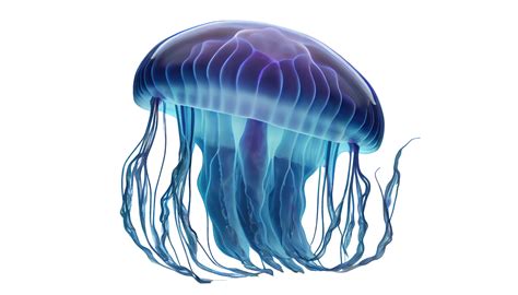 Transparent Jellyfish Png