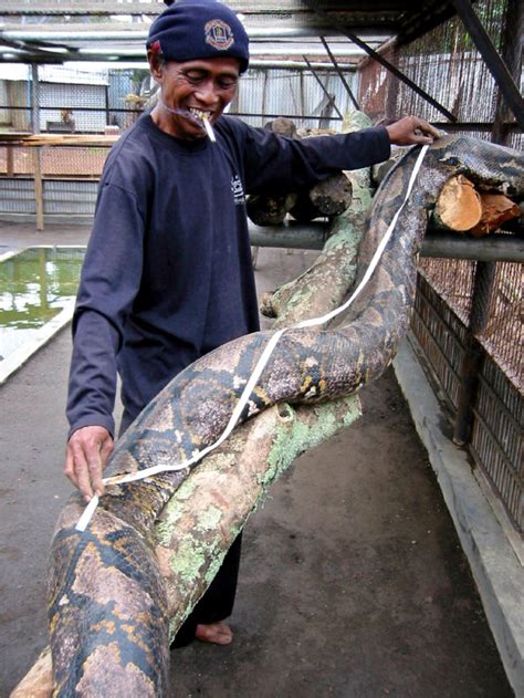 The world is astonished by the unbelievable сарtᴜгe of a massive 15-meter-long prehistoric snake.