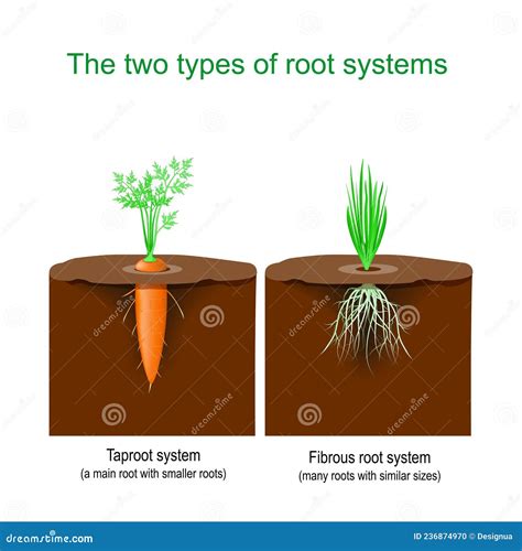 Taproot Cartoons, Illustrations & Vector Stock Images - 674 Pictures to ...