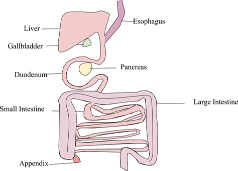 Digestive System Platypus Anatomy - Original Size PNG Image - PNGJoy