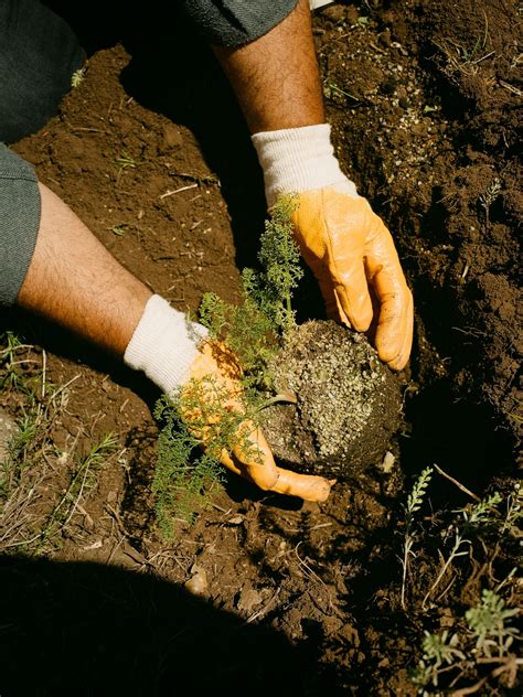 This miracle plant was eaten into extinction 2,000 years ago—or was it?