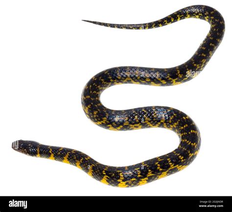 Colubrid snake hi-res stock photography and images - Alamy