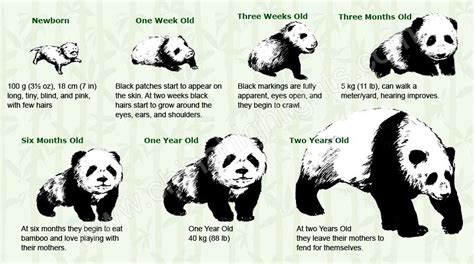 Growing Process from a Baby Panda to a Giant Panda