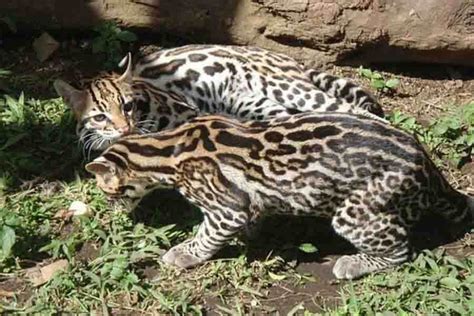 Ocelot Habitat: Where Do Ocelots Live? (Their Natural Range)