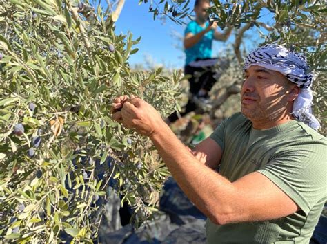 Adopt an Olive Tree in Palestine: donate to support Palestinian farmer