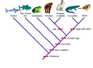 Convergent Evolution | Introduction & Examples