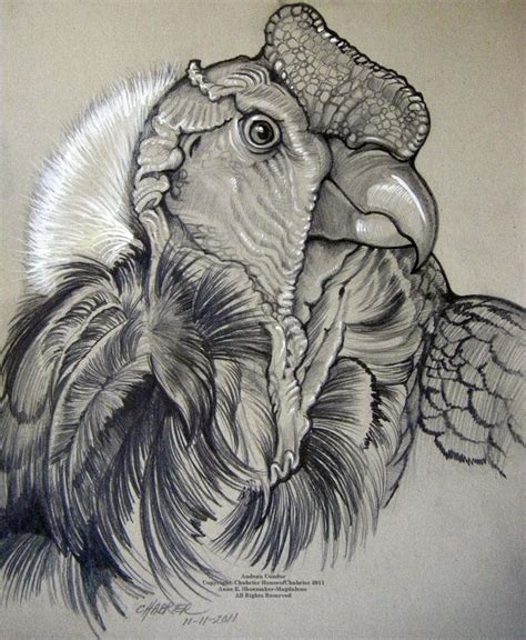 Andean Condor Male by HouseofChabrier on DeviantArt