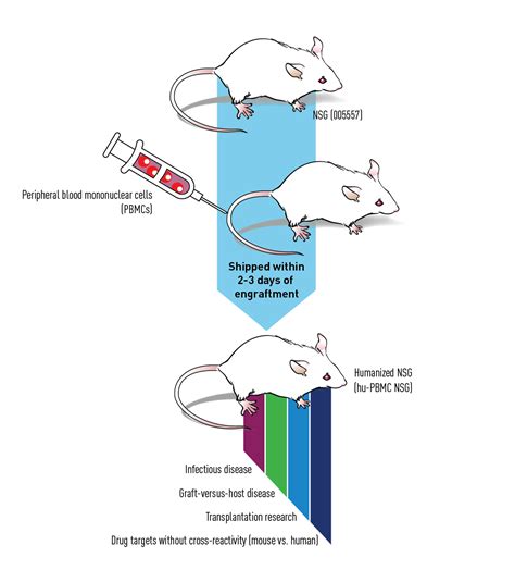 PBMC Humanized Mice | The Jackson Laboratory