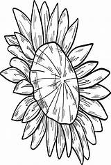 68 Free Printable Sunflower Coloring Pages sketch template