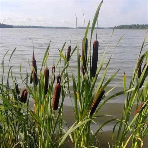 8 Best Grasses to Plant Around Ponds (Top Picks) - Pond Informer