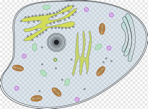 View, Cell, Information, Close, Microscope, Animal, Biology, Visual, png | PNGWing