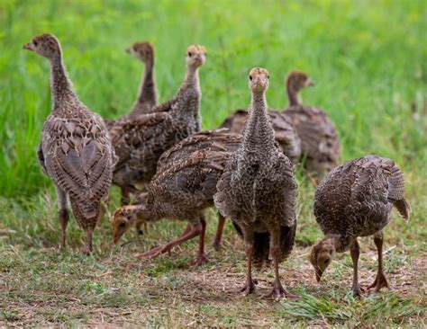 Wild Turkey Breeding Cycle - The National Wild Turkey Federation